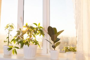 Why You Should Invest In Garden Windows This Spring!